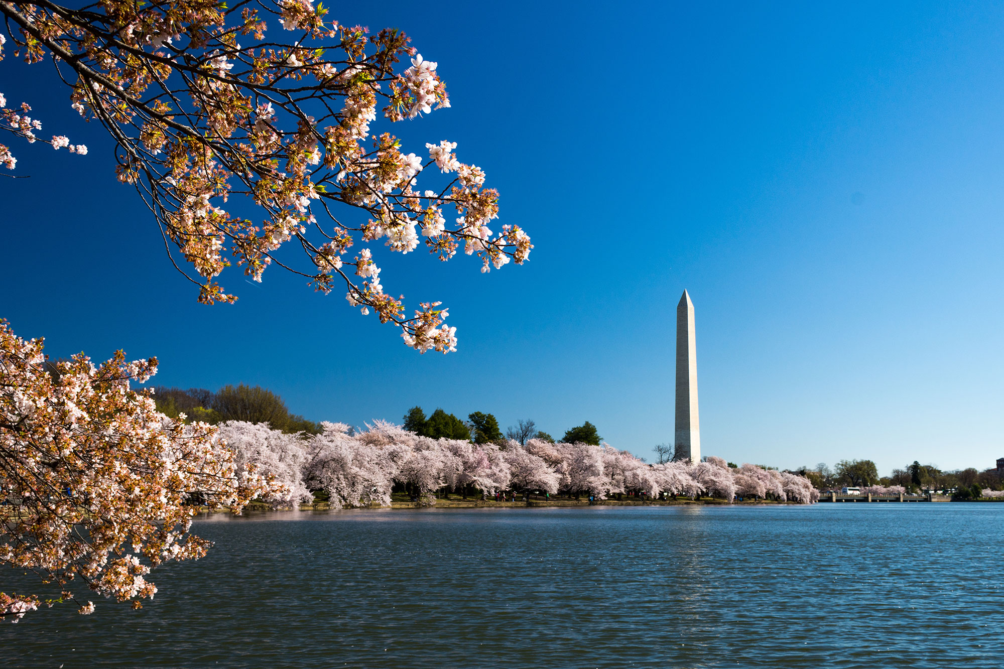 Washington, D.C. tidal basin